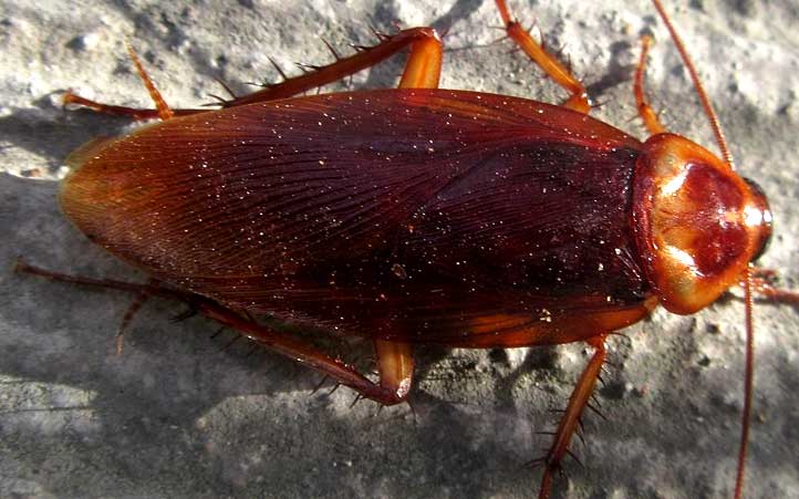 American Cockroach, PERIPLANETA AMERICANA