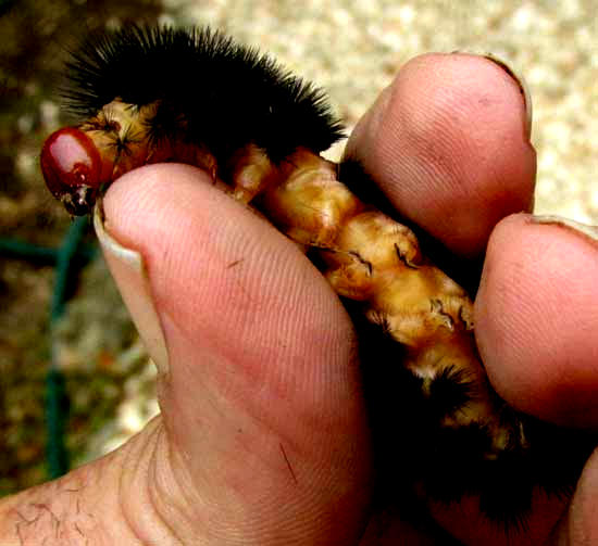 Giant Woolly Bear Caterpillar, HYPERCOMPE SCRIBONIA, botom