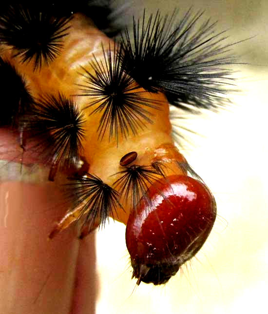 Giant Woolly Bear Caterpillar, HYPERCOMPE SCRIBONIA, head area