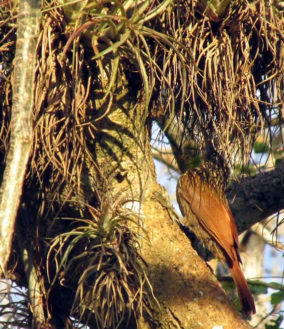 Ivory-billed Woodcreeper, XIPHORHYNCHUS FLAVIGASTER