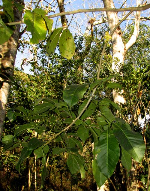 White Zapote, CASIMIROA TETRAMERIA, flowering branch