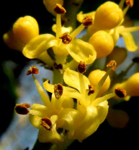 White Zapote, CASIMIROA TETRAMERIA, flowers