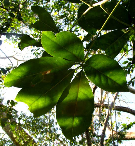 White Zapote, CASIMIROA TETRAMERIA, leaf