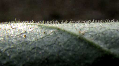 White Zapote, CASIMIROA TETRAMERIA, hairy leaf underside