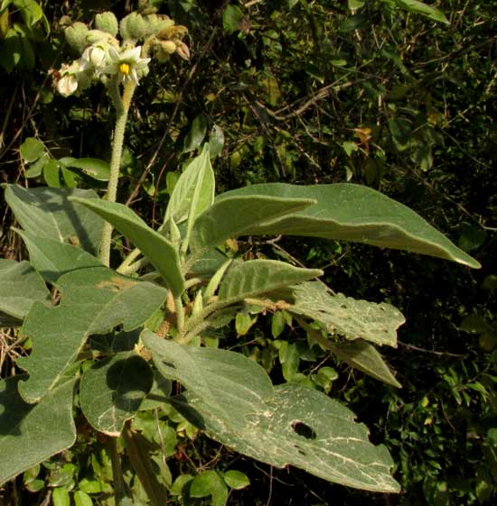 Potatotree, SOLANUM ERIANTHUM