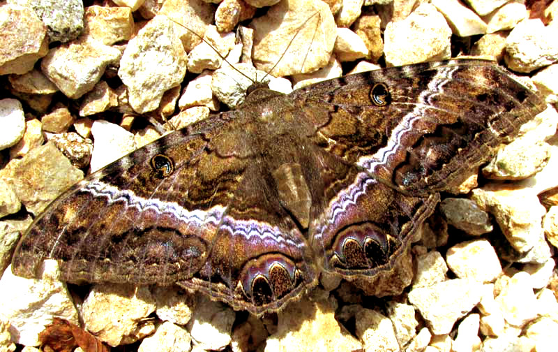 Black Witch Moth, ASCALAPHA ODORATA, top