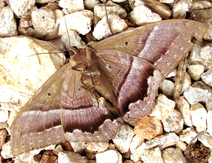 Black Witch Moth, ASCALAPHA ODORATA, bottom