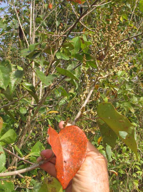 CROTON ARBOREUS, flowering branch