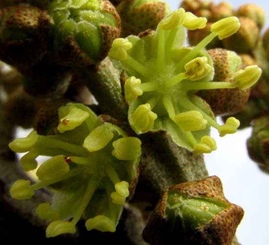 CROTON ARBOREUS, male flowers