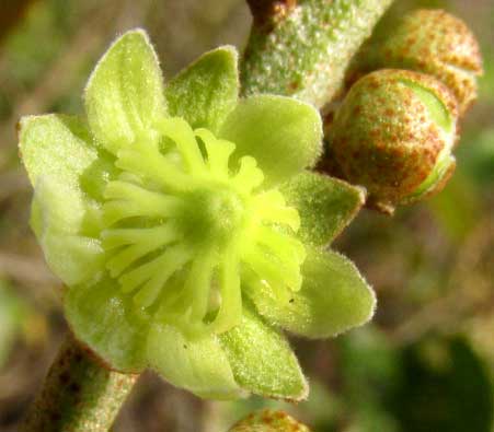 CROTON ARBOREUS, female flowers