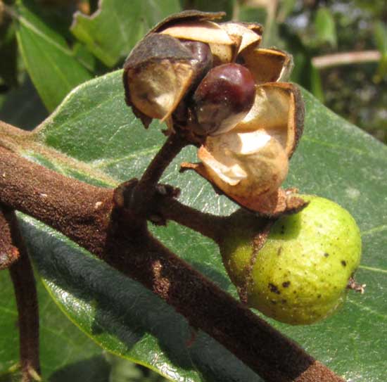 Coffee Colubrina, COLUBRINA ARBORESCENS, opening fruits showing seeds