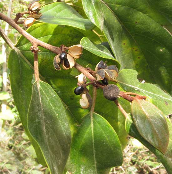 Coffee Colubrina, COLUBRINA ARBORESCENS, fruits