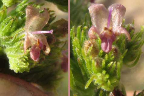 Comb Bushmint, HYPTIS PECTINATA, flowers