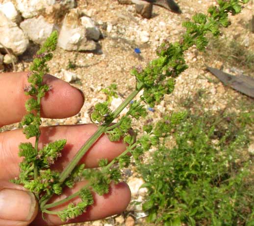 Comb Bushmint, HYPTIS PECTINATA, infloresence