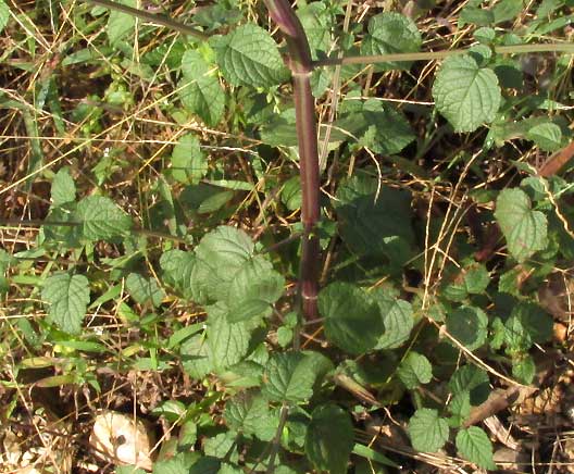 Comb Bushmint, HYPTIS PECTINATA, leaves & stem