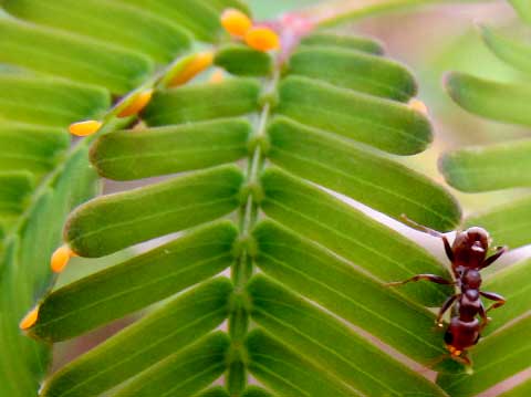 Acacia Ant, Pseudomyrmex cf. peperi