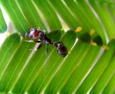 Acacia Ant, Pseudomyrmex cf. peperi, side view