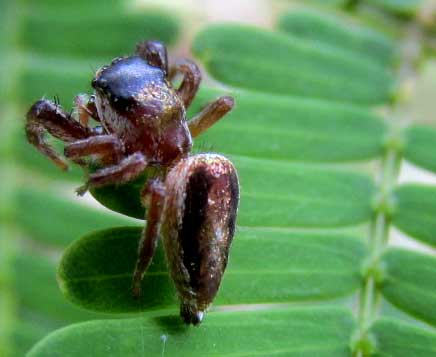 vegetarian spider, Bagheera kiplingi