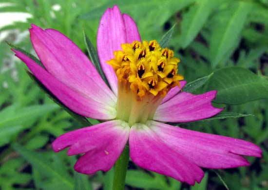 COSMOS FLOWER