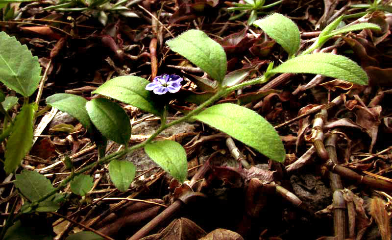 Slender Dwarf Morning-glory EVOLVULUS ALSINOIDES