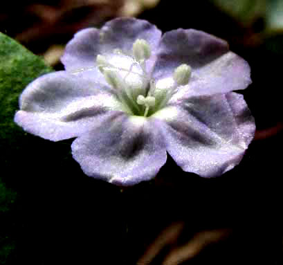 Slender Dwarf Morning-glory EVOLVULUS ALSINOIDES flower