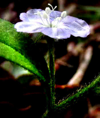 Slender Dwarf Morning-glory EVOLVULUS ALSINOIDES flower