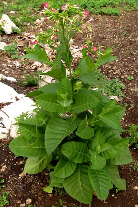 Tobacco, NICOTIANA TABACUM