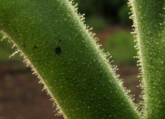 Tobacco, NICOTIANA TABACUM, leaf