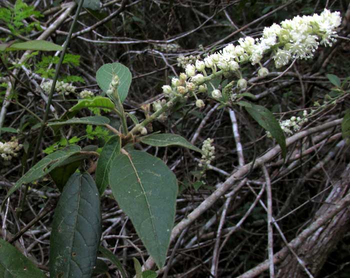 CROTON ARBOREUS, flower panicle