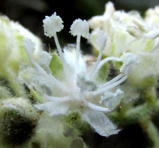 CROTON ARBOREUS, male flower