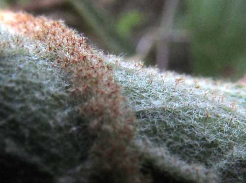 CROTON ARBOREUS, hairy underleaf