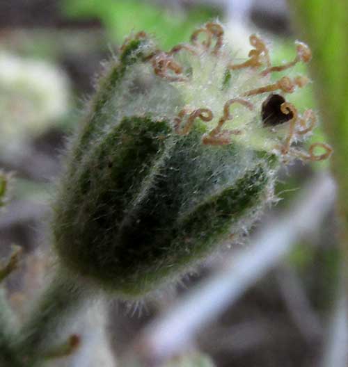 CROTON ARBOREUS, female flower