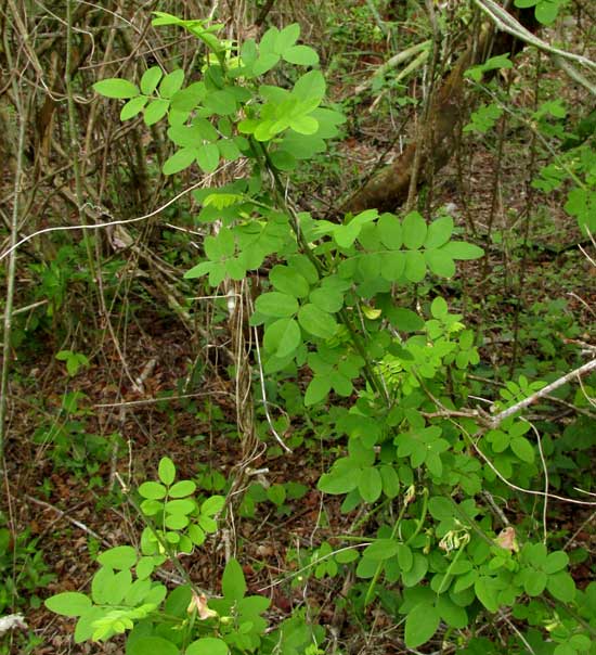 Guatemalan Indigo, INDIGOFERA SUFFRUTICOSA, habit