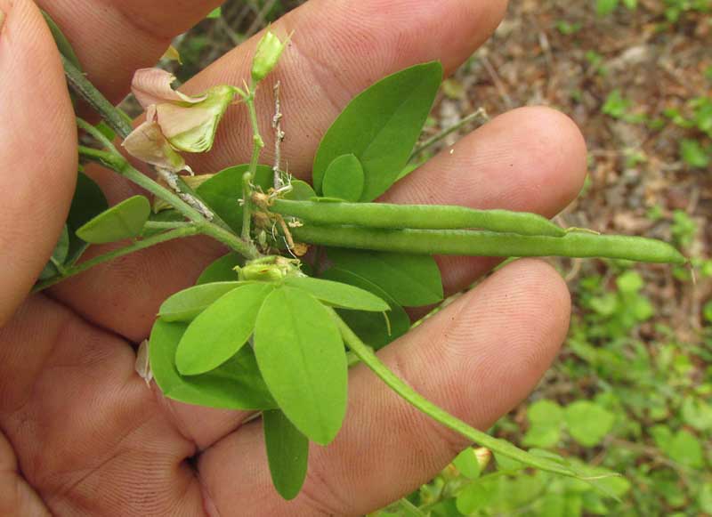 Guatemalan Indigo, INDIGOFERA SUFFRUTICOSA, flowers and fruit