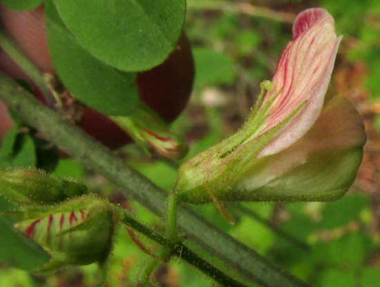 Guatemalan Indigo, INDIGOFERA SUFFRUTICOSA.flower from side