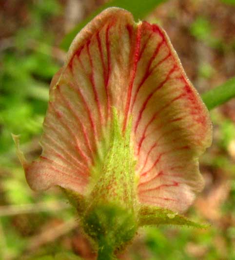 Guatemalan Indigo, INDIGOFERA SUFFRUTICOSA