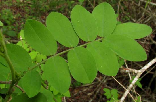 Guatemalan Indigo, INDIGOFERA SUFFRUTICOSA, leaf