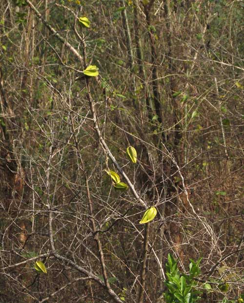 Anglepod, Macroscepis diademata, dangling pods