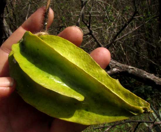 Anglepod, Macroscepis diademata, pod