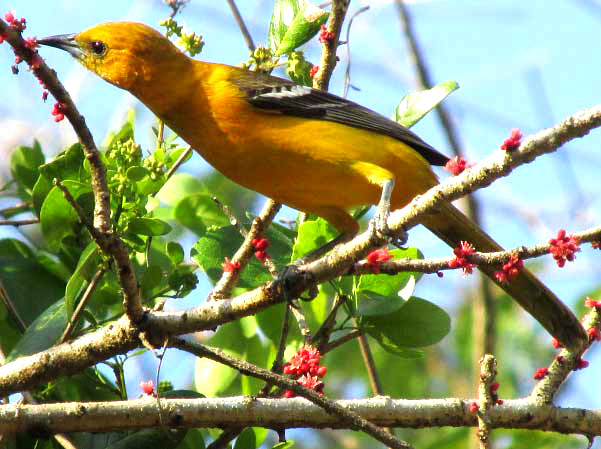 Altamira Oriole sipping flower nectar