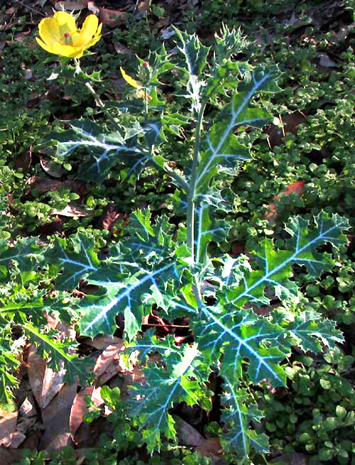 Mexican Prickly Poppy, ARGEMONE MEXICANA