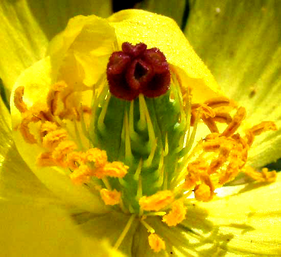 Mexican Prickly Poppy, ARGEMONE MEXICANA, ovary and stamens