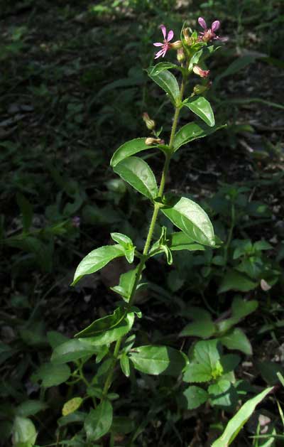 CUPHEA GAUMERI, plant