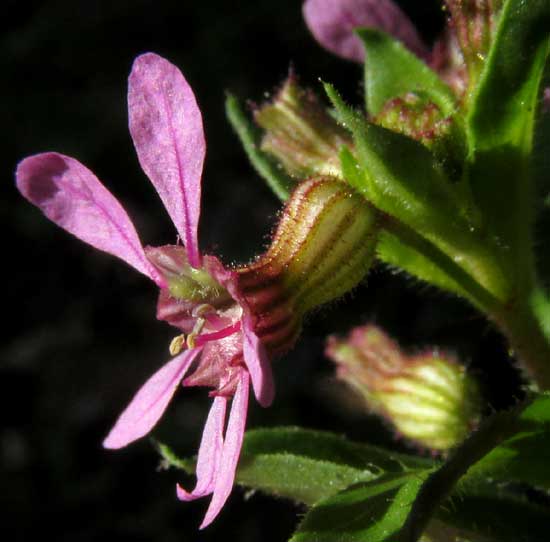 CUPHEA GAUMERI, flower from front