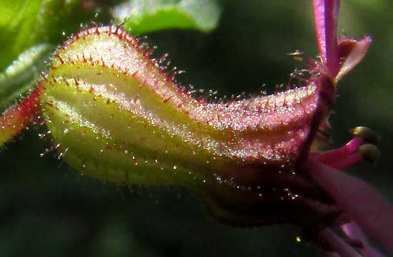 CUPHEA GAUMERI, flower side view