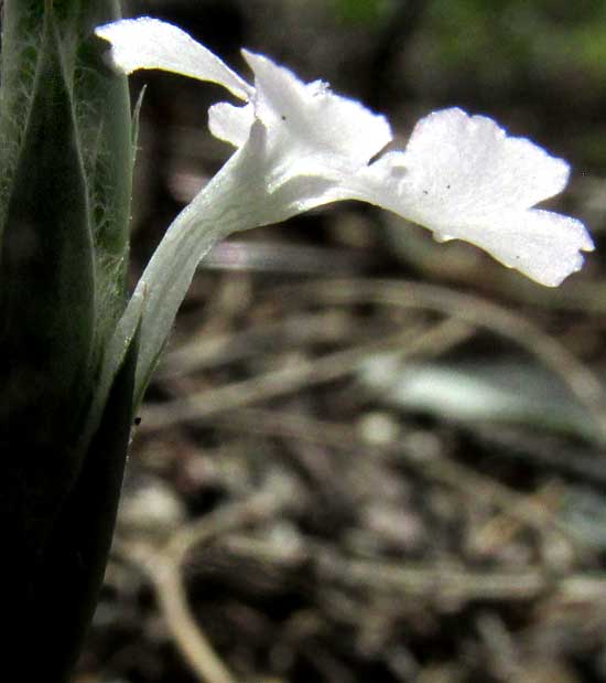 Wheatspike Scaly Stem, ELYTRARIA BROMOIDES, flower side view