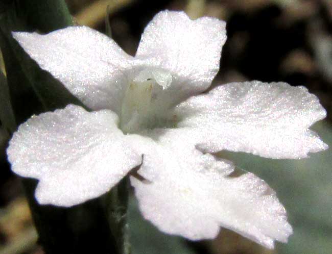 Wheatspike Scaly Stem, ELYTRARIA BROMOIDES, flower front view