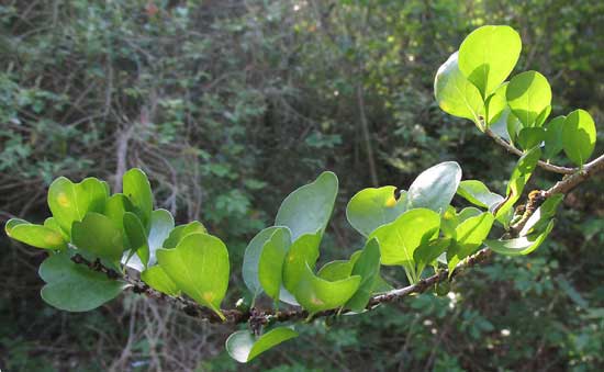 RANDIA OBCORDATA, leaves