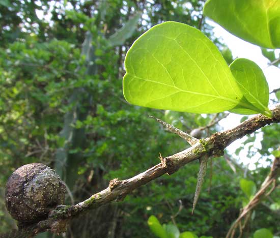 RANDIA OBCORDATA, leaves, thorns and old fruit