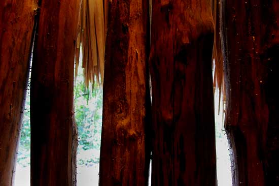 slime mold fruiting bodies on wooden poles